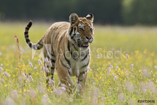 Picture of Siberian Tiger walking in the meadow